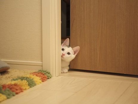 Котка криеща се зад врата